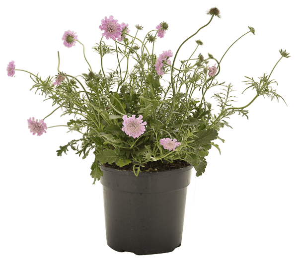 Scabiosa Pink Mist
