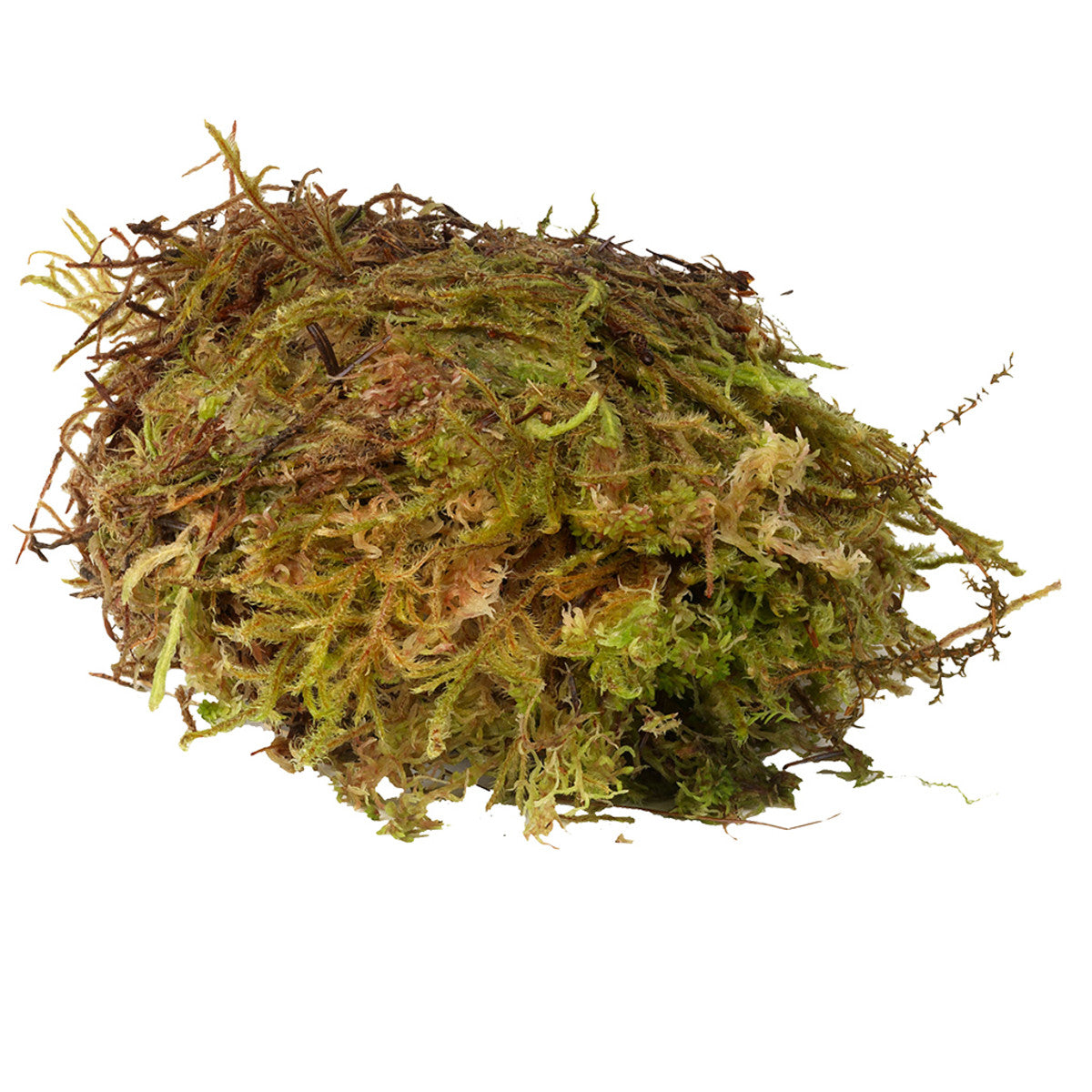 Sphagnum Moss