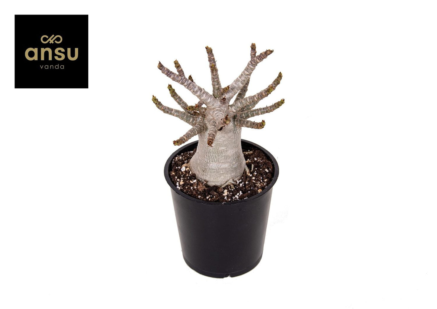 Adenium baobab - Desert Rose