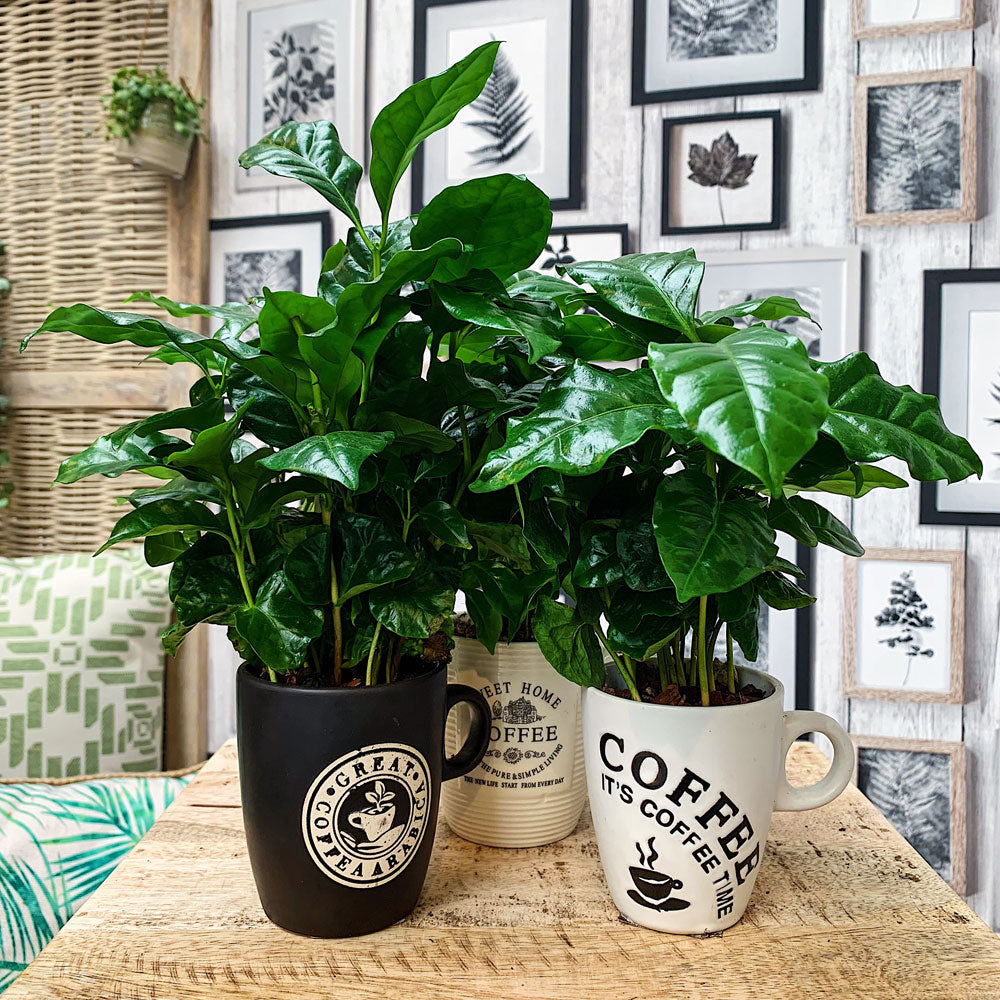Coffee Arabica