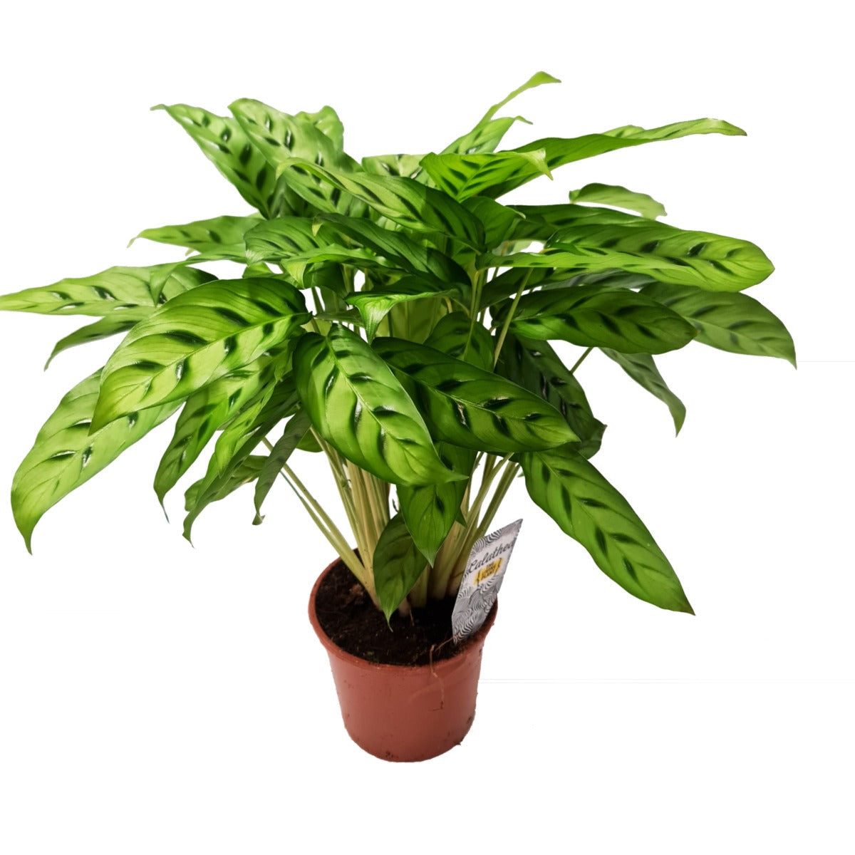 Calathea leopardina