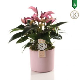 Anthurium Zizou Fuchsia - Fuchsia Flamingo Plant