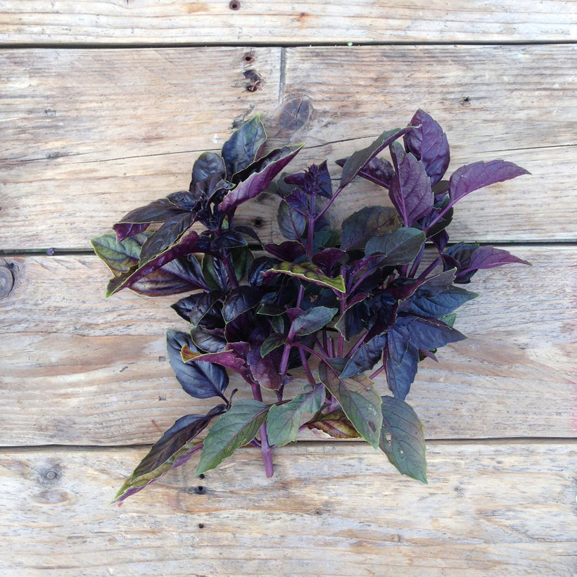 Seeds Basil Red Rubin