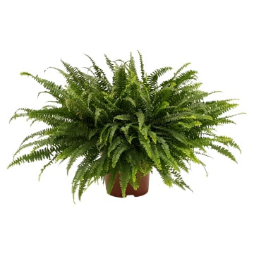 Nephrolepis exaltata - Boston Fern