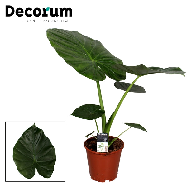Alocasia Macrorrhiza