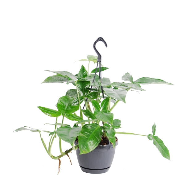 Syngonium 'trileaf Wonder'