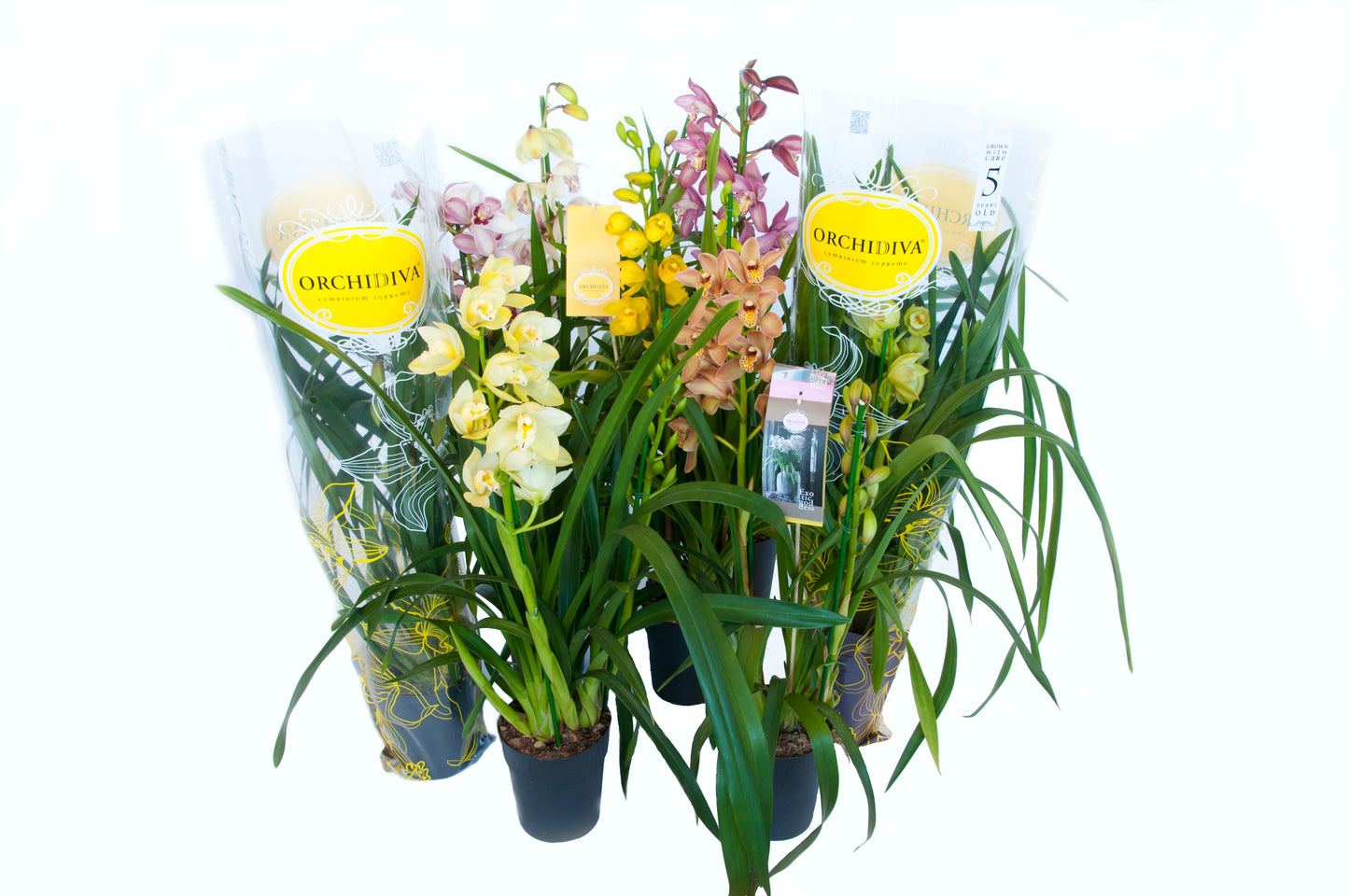 Cymbidium Mix 2 Stems