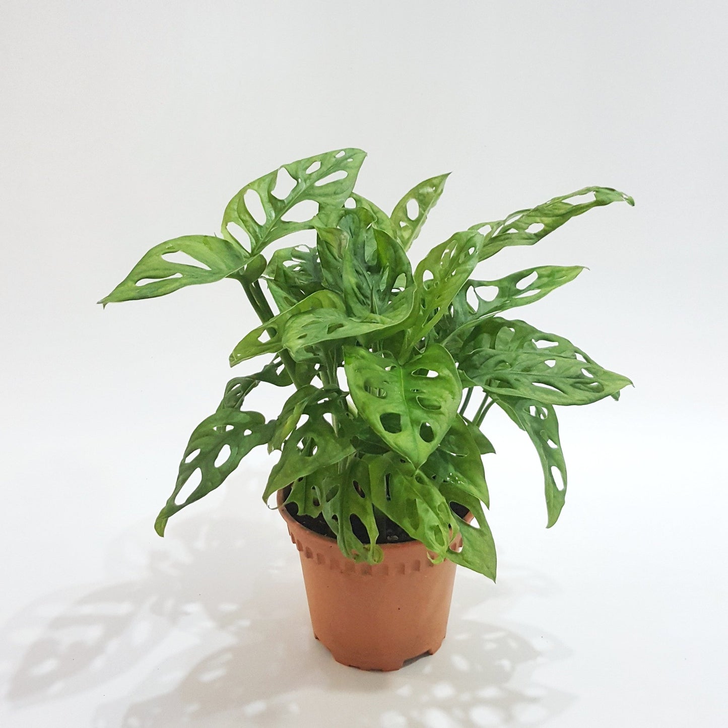 Monstera adansonii - Monkey leaf