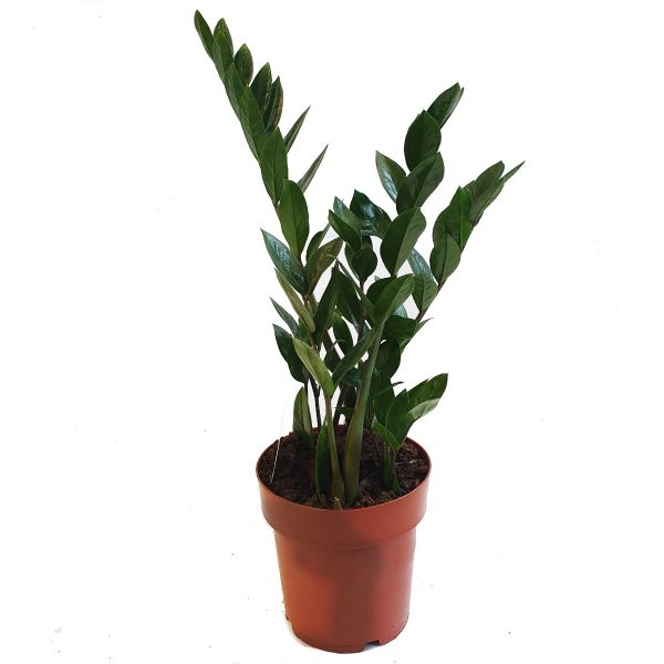 ZZ Plant - Zamioculcas zamiifolia
