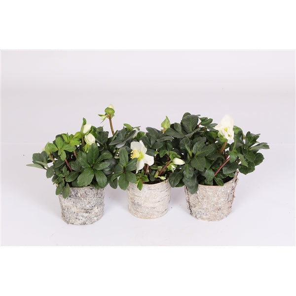 Helleborus Christmas Carol + Ceramic Pot
