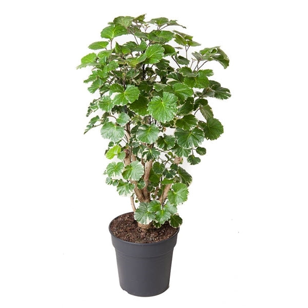 Polyscias Balfouriana