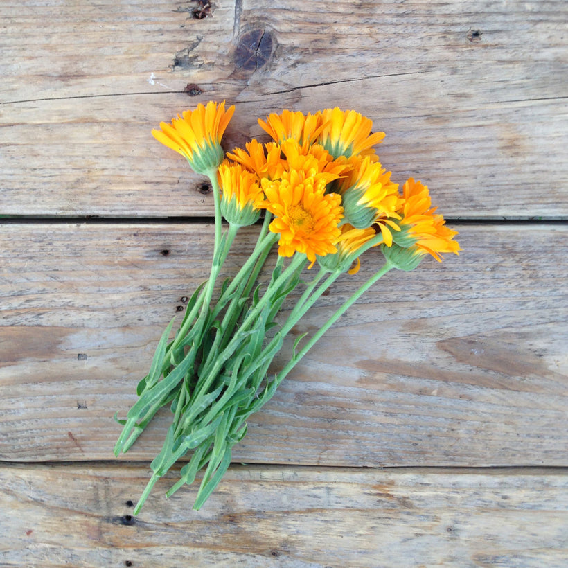 Seeds Calendula Erfurter Orangefarbeige