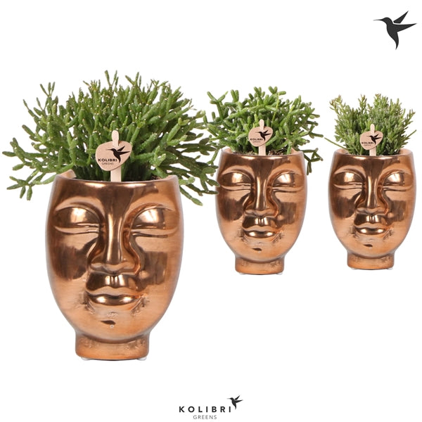 Rhipsalis Cactus + Facepot Gold 6cm