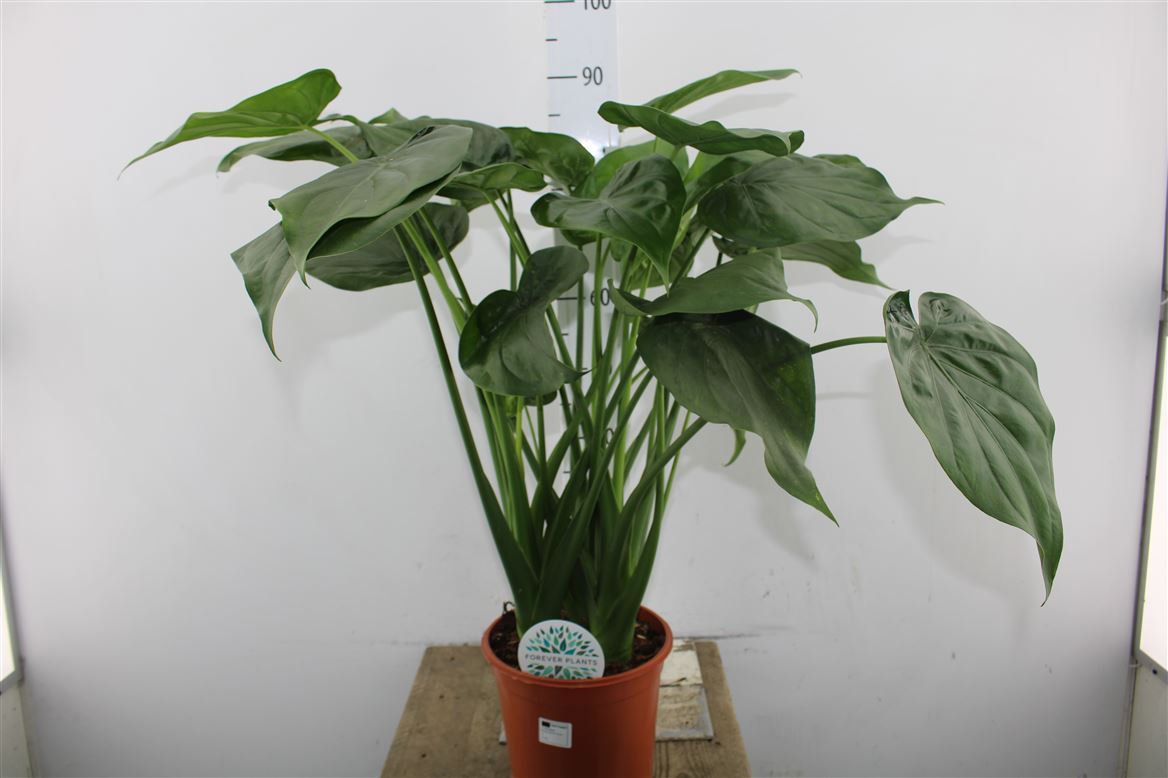 Alocasia cucullata - Buddha's hand