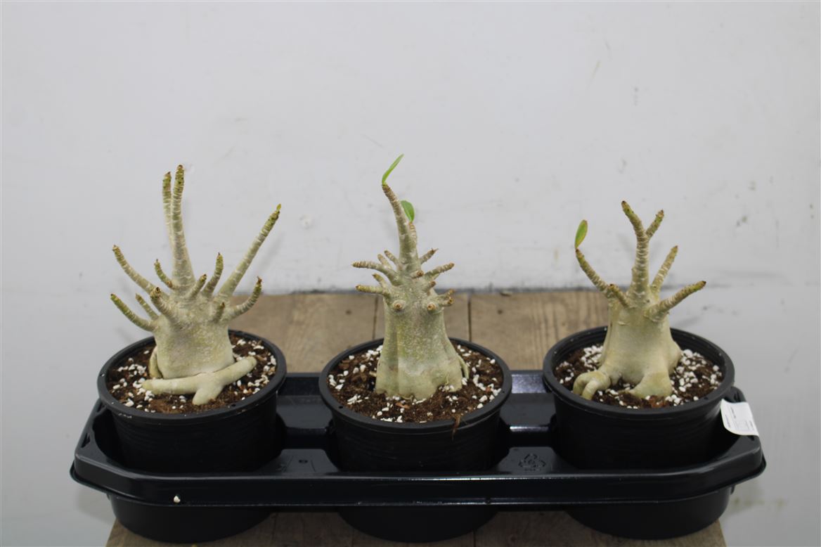 Adenium baobab - Desert Rose