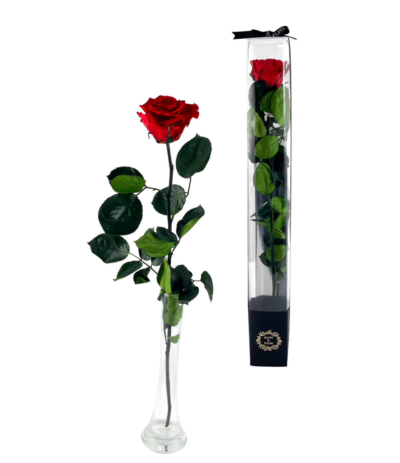 Eternal Rose