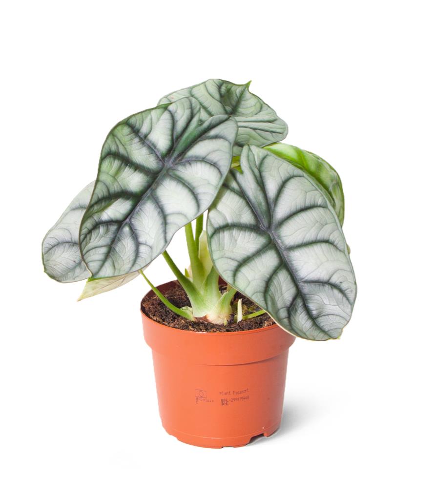 Alocasia Silver Dragon