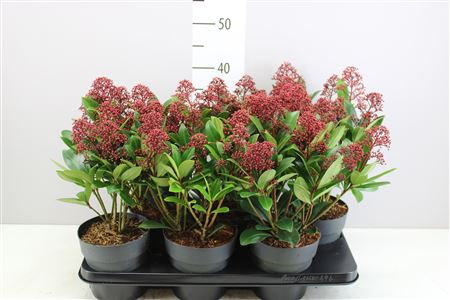 Skimmia Jap. Rubella