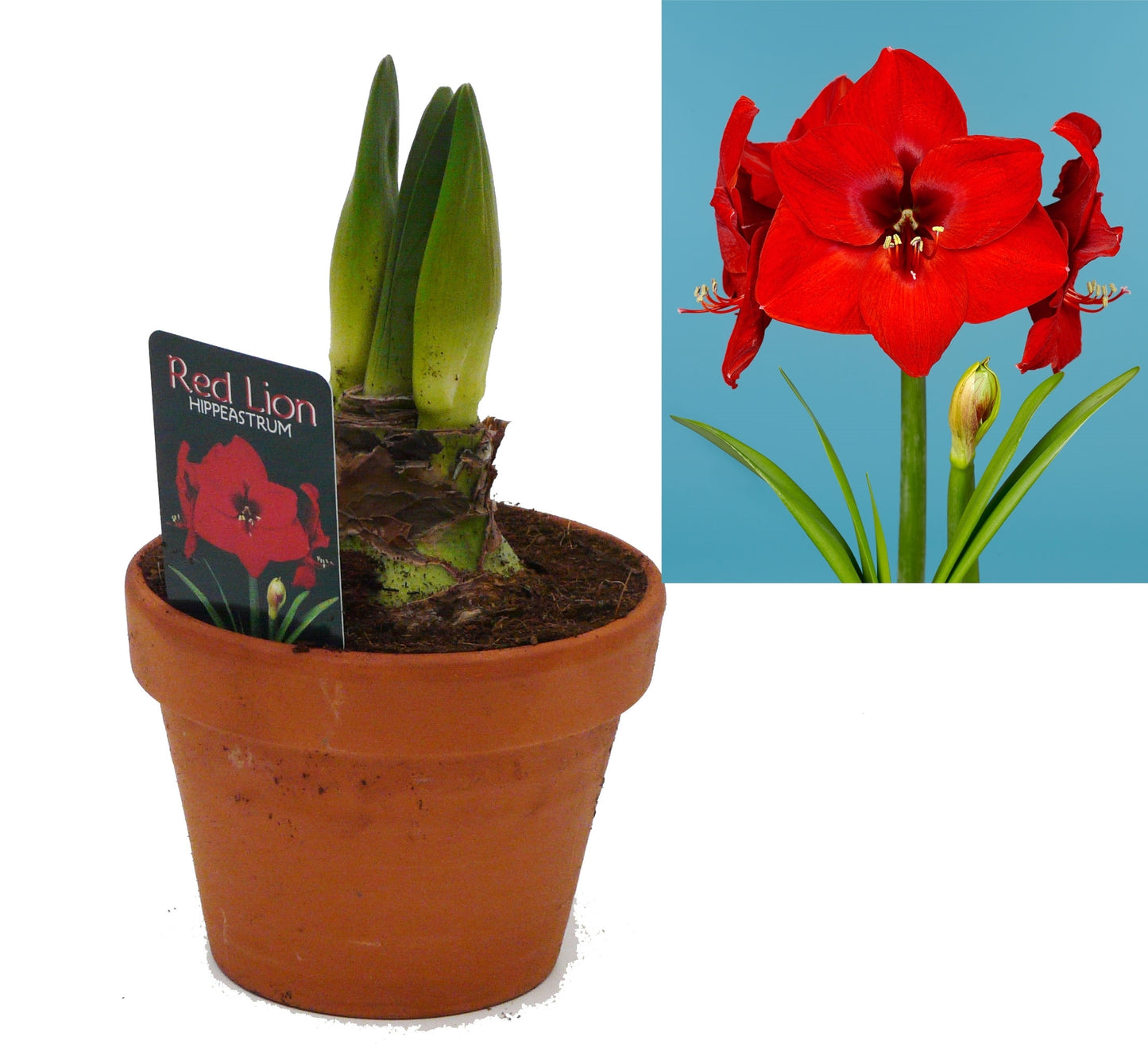 Amaryllis 2+Supers in Terracotta Pot