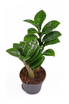 Dwarf ZZ Plant - Zamioculcas zenzi