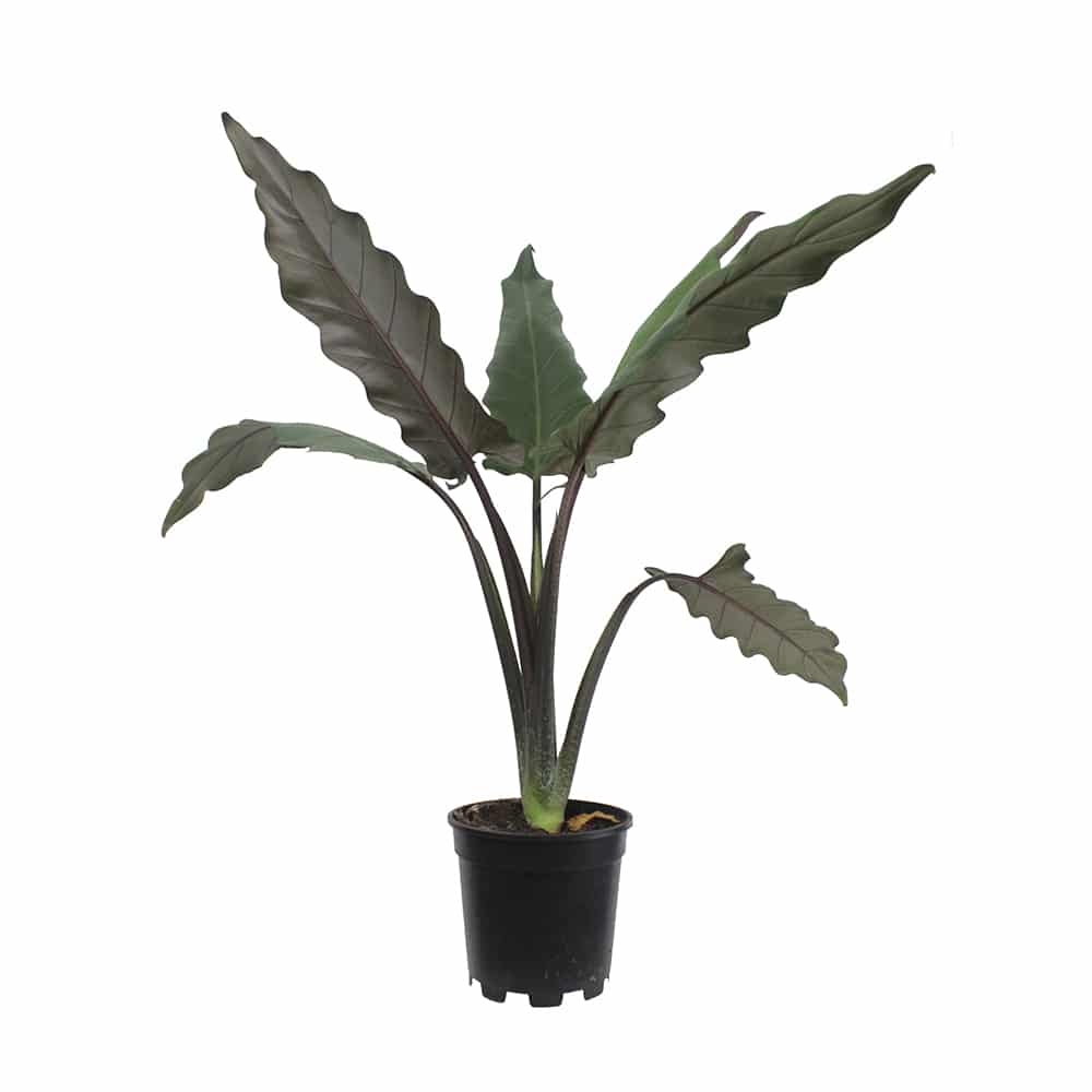 Alocasia lauterbachiana - Purple Sword