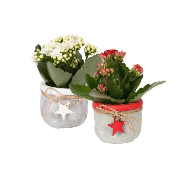 Kalanchoe Mini in Ceramic Pot Christmas