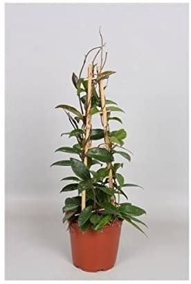 Hoya Carnosa Pubicalyx - Wax Plant