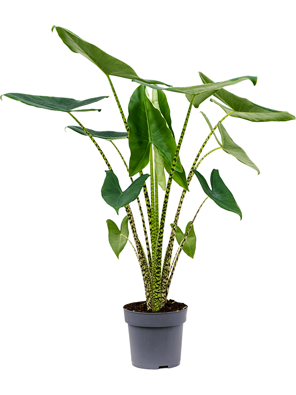Alocasia Zebrina