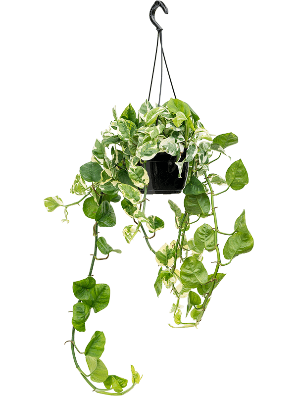 Epipremnum N'Joy - Pothos N'joy