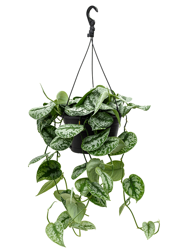 Scindapsus pictus - Satin Pothos