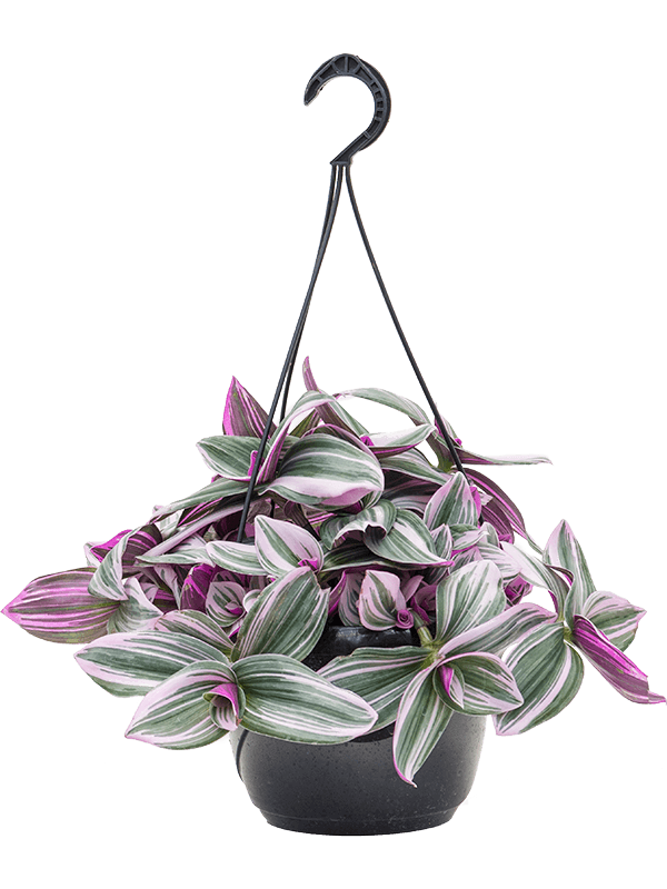 Tradescantia Nanouk