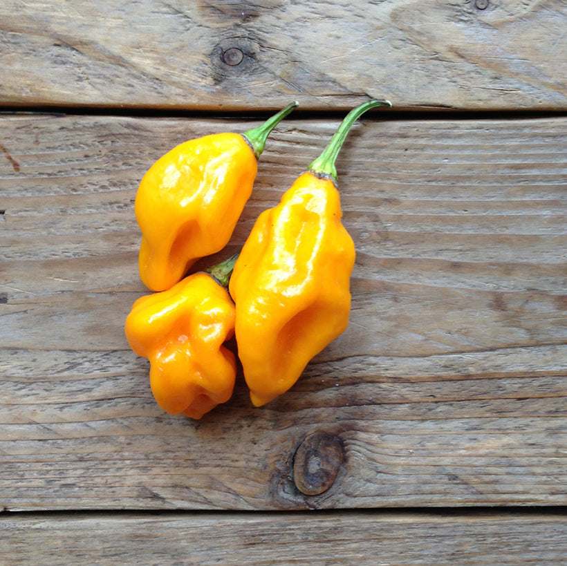 Seeds Hot Pepper Habanero Lemon