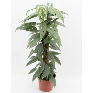 Epipremnum p. Blue Form - Cebu Blue Pothos