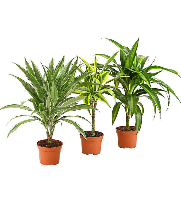 dracaena mix Dracaena Mix – Verd Houseplants