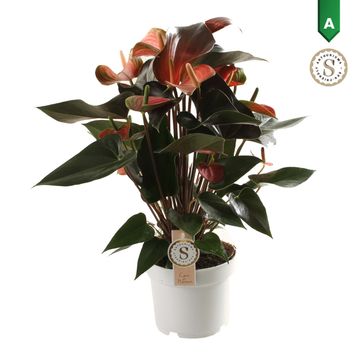 Anthurium An Rainbow Champion -Flamingo Plant
