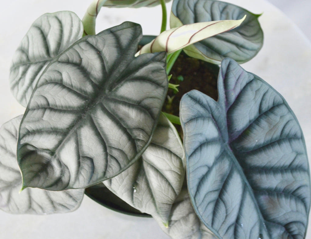 Alocasia Silver Dragon