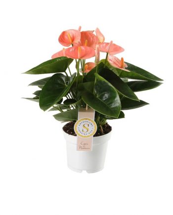 Anthurium An Spirit- Peach Flamingo Plant