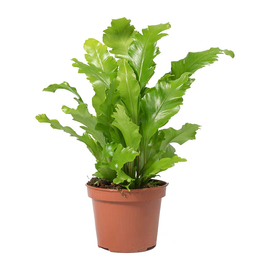 Asplenium nidus Campio - Champion's Birds Nest Fern