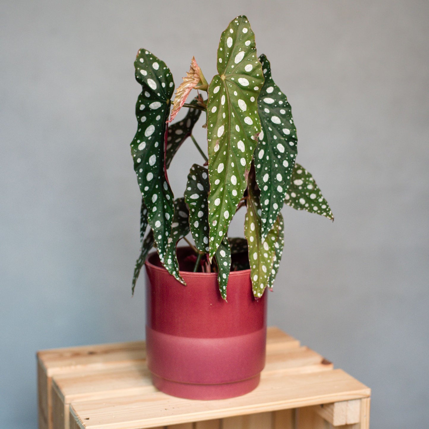 Begonia Maculata - Begonia Polka Dot