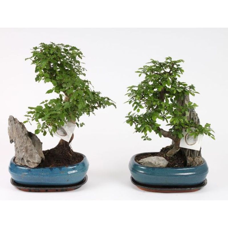 Bonsai - Ficus Mix
