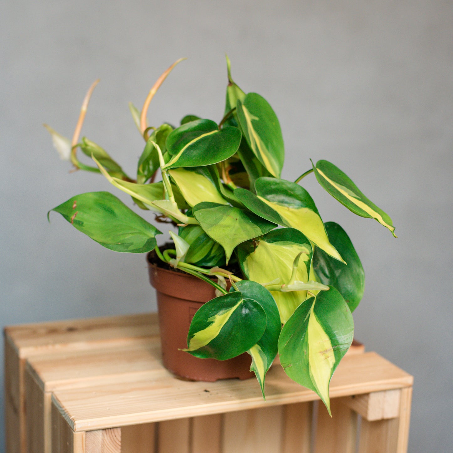 Philodendron Scandens Brasil - Heartleaf Philodendron