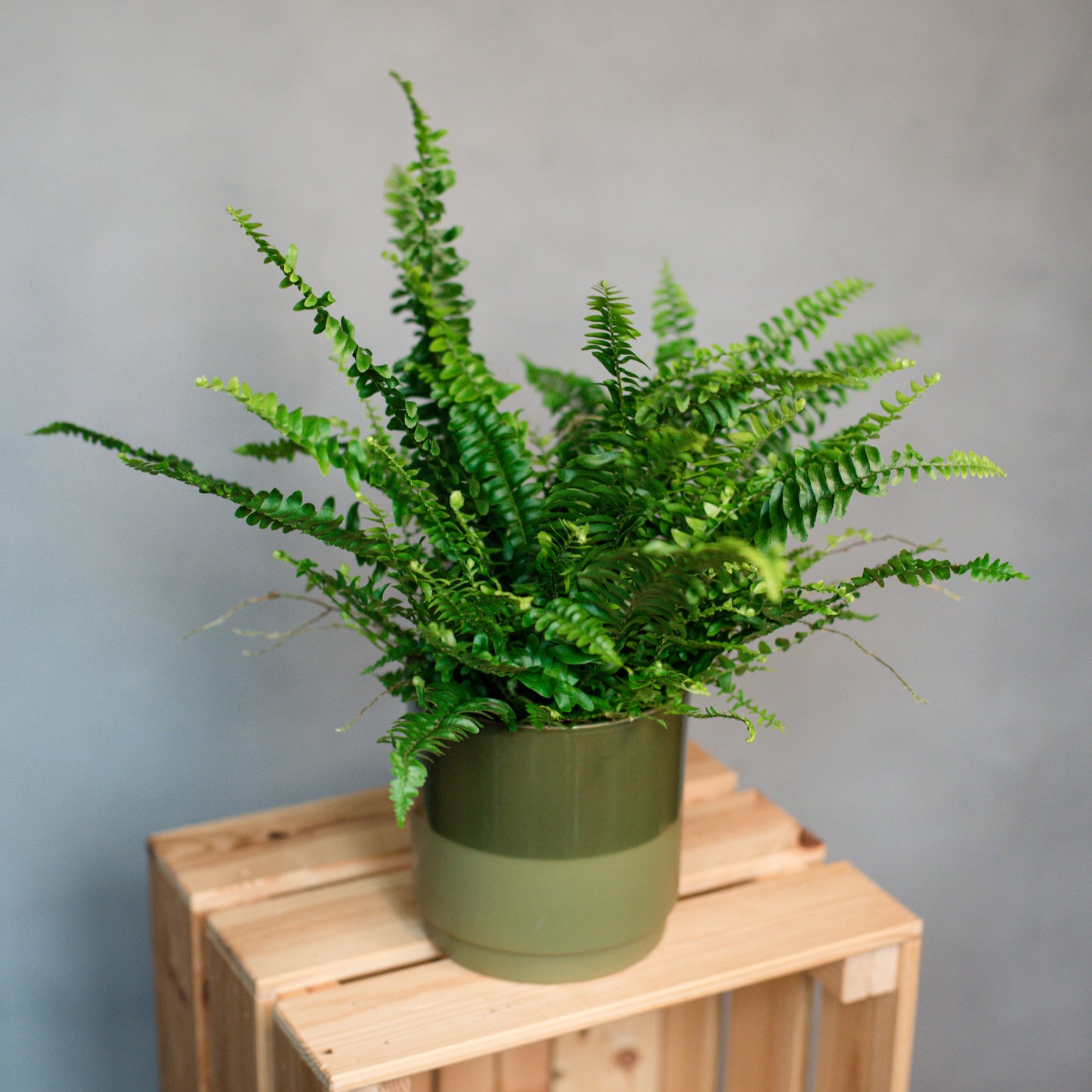 Nephrolepis exaltata - Boston Fern