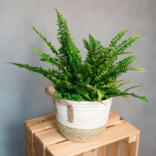 Nephrolepis exaltata - Boston Fern