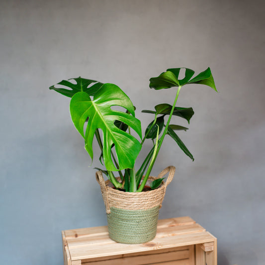 Monstera deliciosa - Swiss Cheese Plant