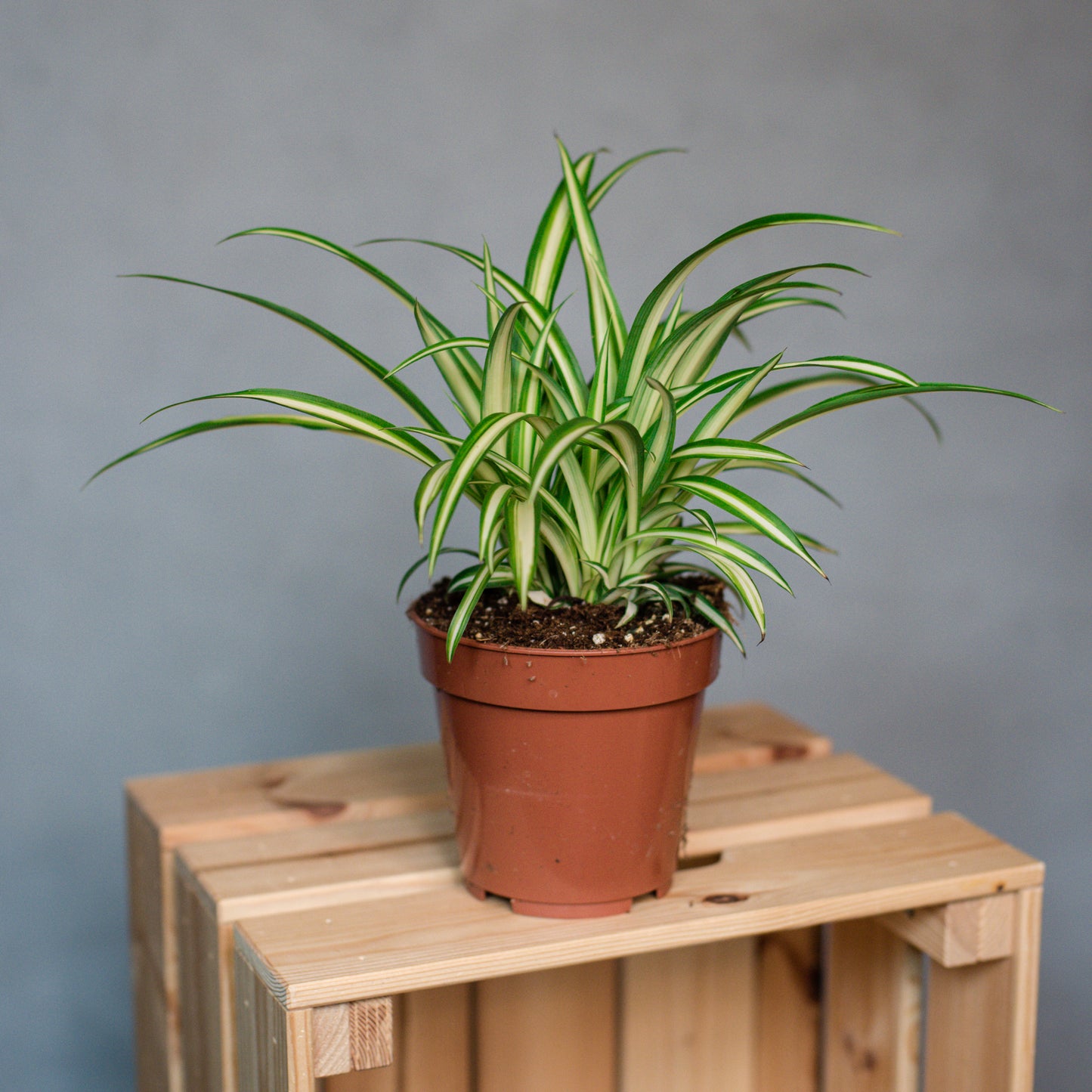Chlorophytum comosum - Spider Plant