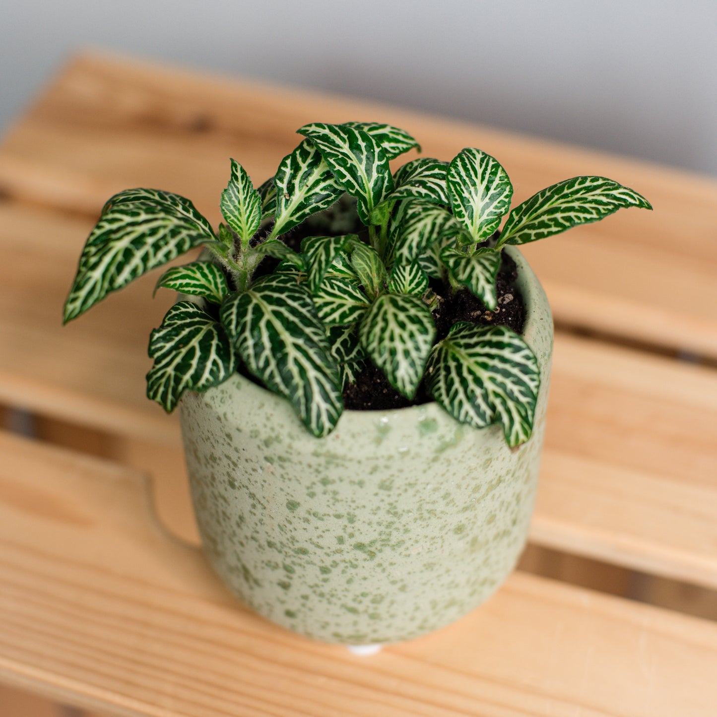 Fittonia - Nerve Plant