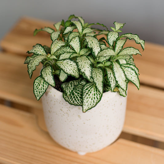 Fittonia - Nerve Plant
