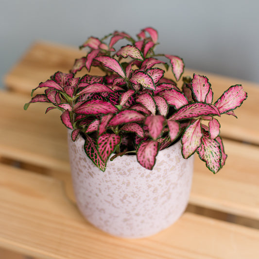 Fittonia - Nerve Plant