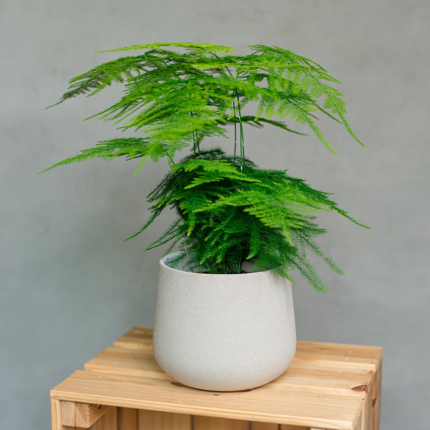 Asparagus setaceus - Lace Fern