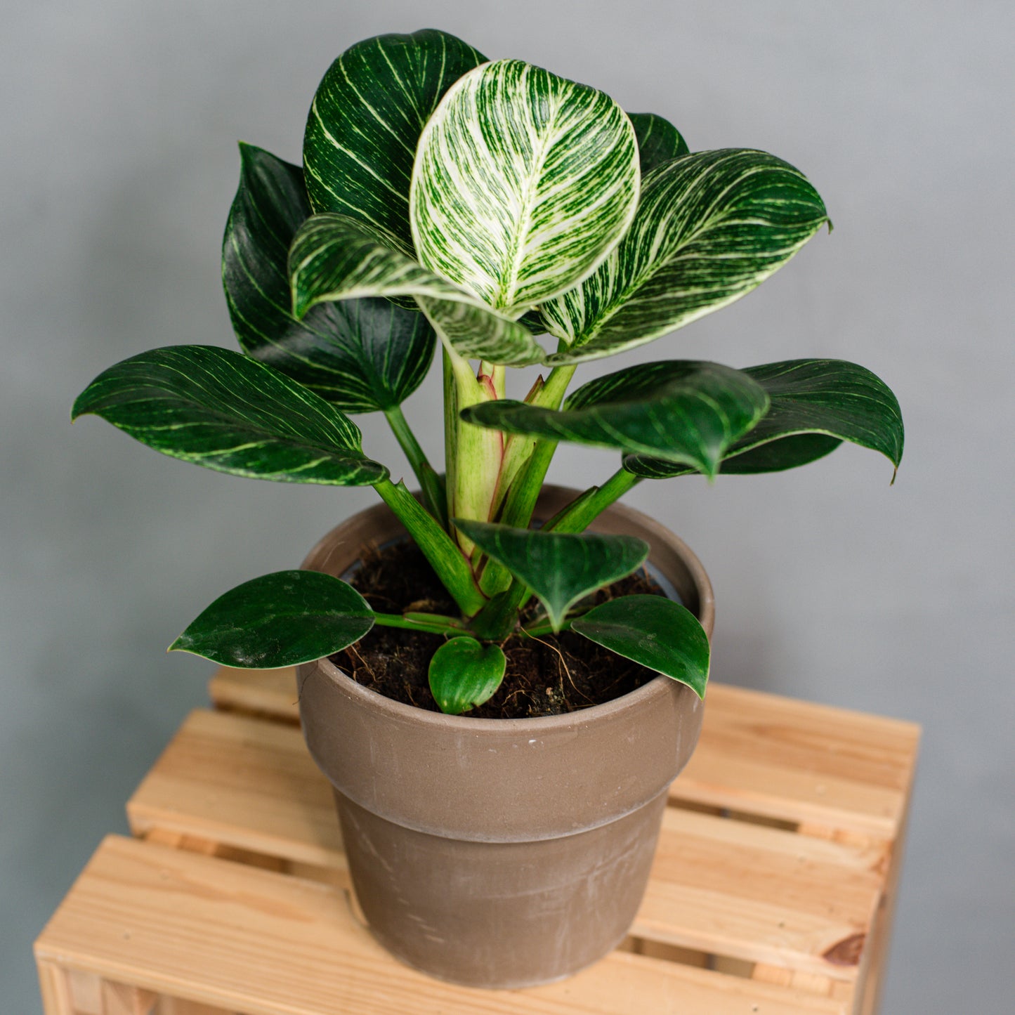 Philodendron zebra - Philodendron Birkin